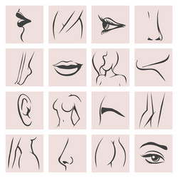 female body parts set vector image