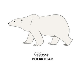 polar bear hand drawn vector image