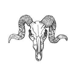 ram skull hand drawn sketch vector image