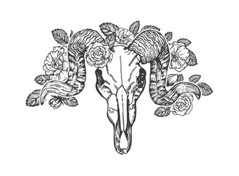 ram skull decorated with roses sketch vector image