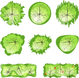 trees for landscape designs vector image