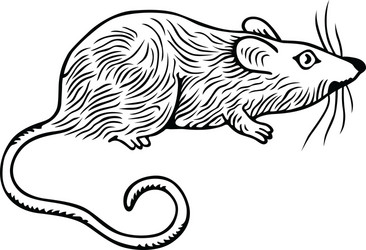 Rat vector