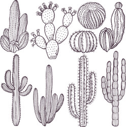 wild cactuses hand drawn vector image