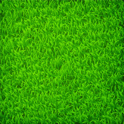 Grass vector