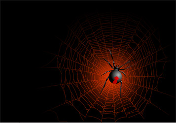 halloween spider vector image