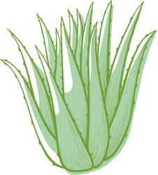 aloe flower icon cactus for botanical decoration vector image