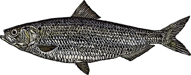 blueback herring vector image