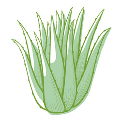 aloe bush icon green succulent plant or cactus vector image