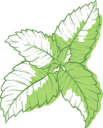 mint icon fragrant melissa green herbal symbol vector image