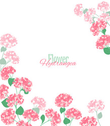 hydrangea flower vector image