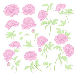 peonies bud collection elements peony isolated vector image