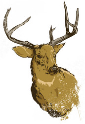 wild deer vector image