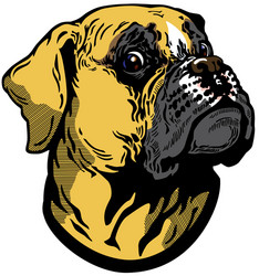 boxer head vector image