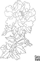 peony tree branch with flowers vector