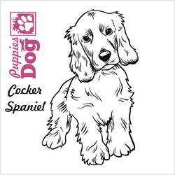 cocker spaniel puppy sitting drawing hand vector image