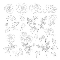 rose bud collection elements roses isolated vector image