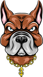 big head pit bull with ears vector image