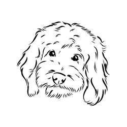 Labradoodle mix dog - isolated on white background vector