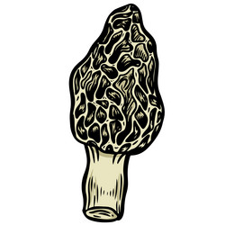 engraved morel mushroom line drawing vector image