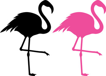 flamingo vector image