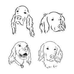 sketch dog irish setter vector image