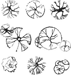 hand drawn set trees top view for landscape vector image