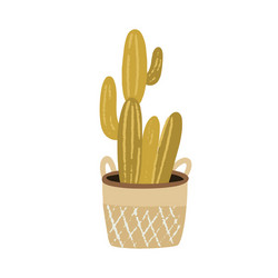 interior cactus in pot cacti growing wicker vector image