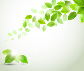 green leaves vector image