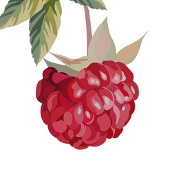 watercolor raspberry isolated vector image