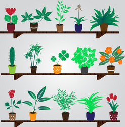 Home houseplants and flowers in pot on the shelf vector