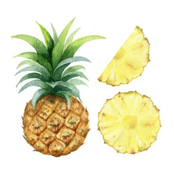 watercolor hand painted jucy pineapple vector image