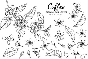 collection set of coffee flower and leaves vector image