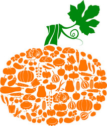 pumpkin on vegetables vector image