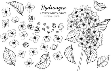 collection set of hydrangea flower and leaves vector image