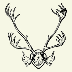 deer skull vector image