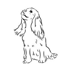 cavalier king charles dog image silhouette vector image