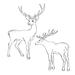 beautiful noble proud sika deer are ruminant vector image