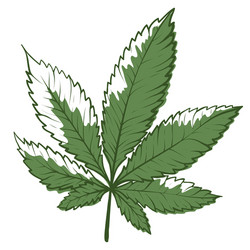 marijuana icon green cannabis leaf herbal vector image