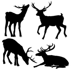 beautiful noble proud sika deer are ruminant vector image