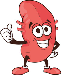 kidney cartoon human body health organ smiling vector image