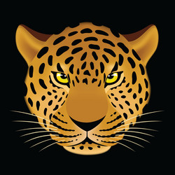 leopard head vector image