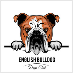 english bulldog - peeking dogs breed face head vector image