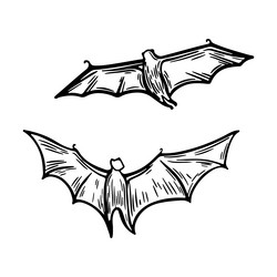 two bats flying line drawing vector image