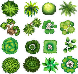 top view of different kind plants vector image