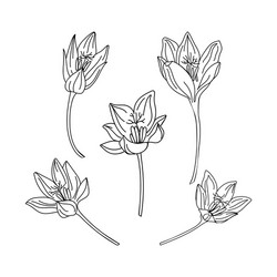 collection set saffron flower delicate line vector image