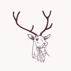 beautiful drawing or sketch head male deer vector image