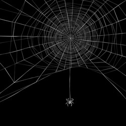 spider web vector image