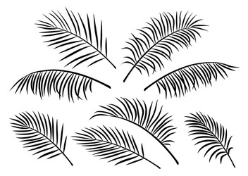 tropical set of palm leaves vector image