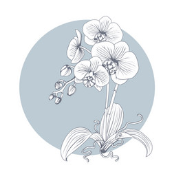 hand drawn sketch line orchids flower vector image