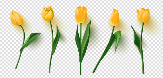 realistic tulips set on transparent vector